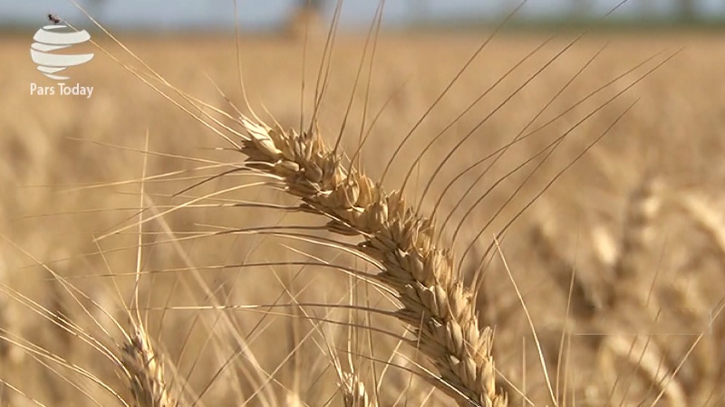 افزایش صادرات گندم قزاقستان به 10.8 میلیون تن